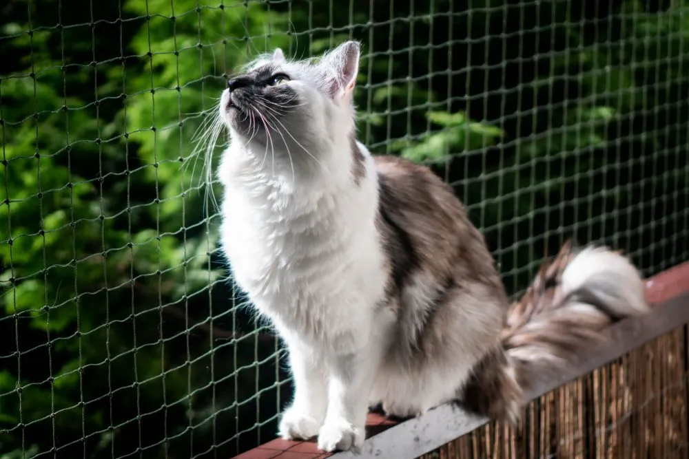 Siatka na balkon i upadki z wysokości. Czy Twój kot ma 9 żyć? | Kocia Misja