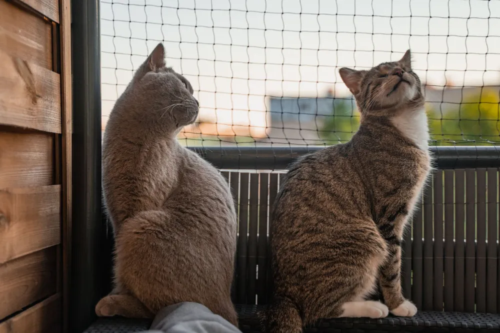 Jaka siatka na balkon dla kota - rodzaje siatek ochronnych