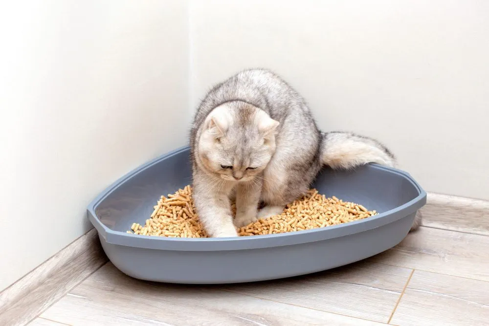 6 porad, jak nauczyć kota załatwiać się do kuwety