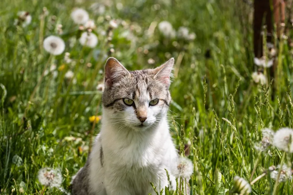 6 porad, jak nauczyć kota załatwiać się do kuwety | Blog o kotach | Kocia Misja
