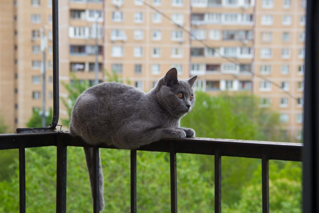 Siatka na balkon a upadek z wysokości | Blog o kotach | Kocia Misja