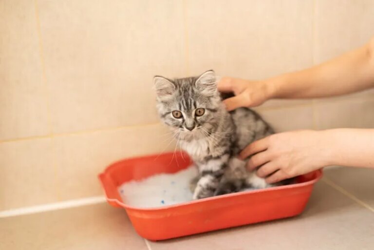 6 porad, jak nauczyć kota załatwiać się do kuwety