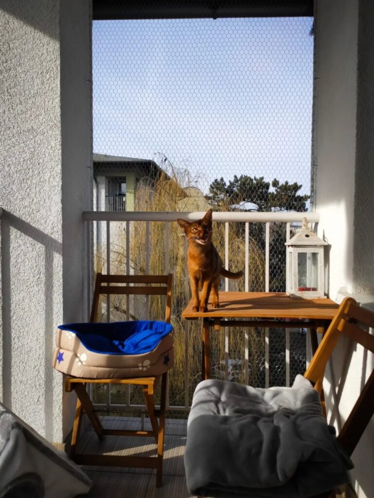 Montaż siatek na balkon i okna dla kotów i przeciwko ptakom Poznań