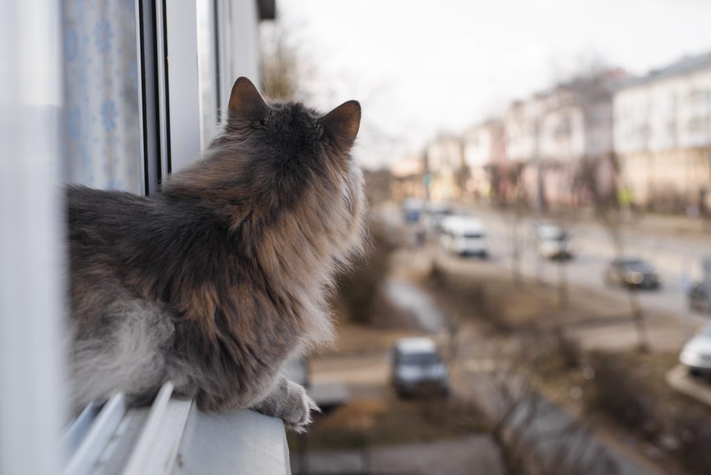 Siatka na balkon a upadek z wysokości | Blog o kotach | Kocia Misja