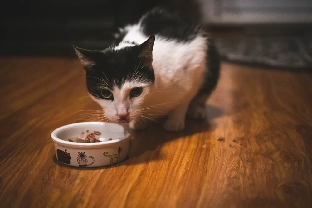 Koty od kuchni czyli 10 ciekawostek o tym jak jedzą koty i czego w diecie kota unikać