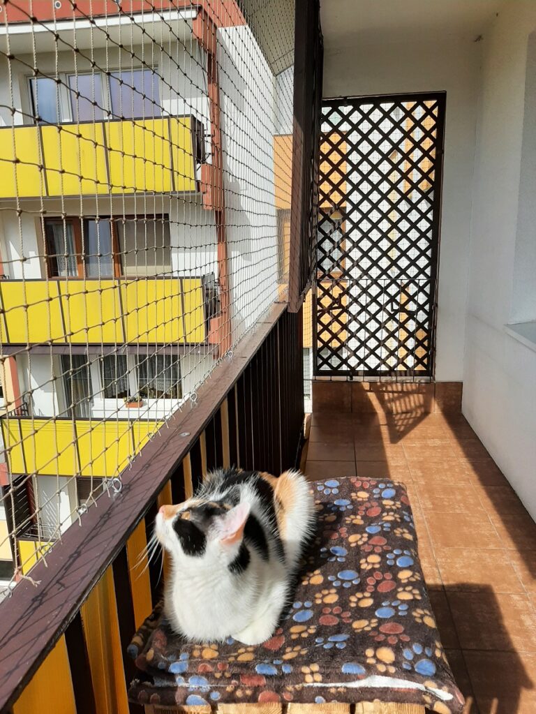 Montaż siatki na balkon dla kota