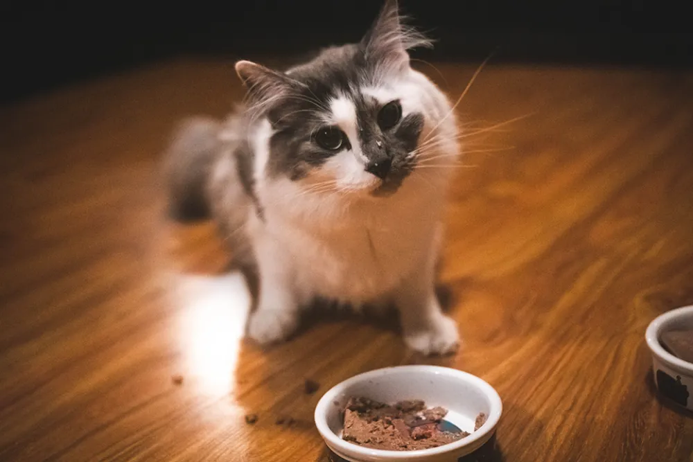 Koty od kuchni czyli 10 ciekawostek o tym jak jedzą koty i czego w diecie kota unikać