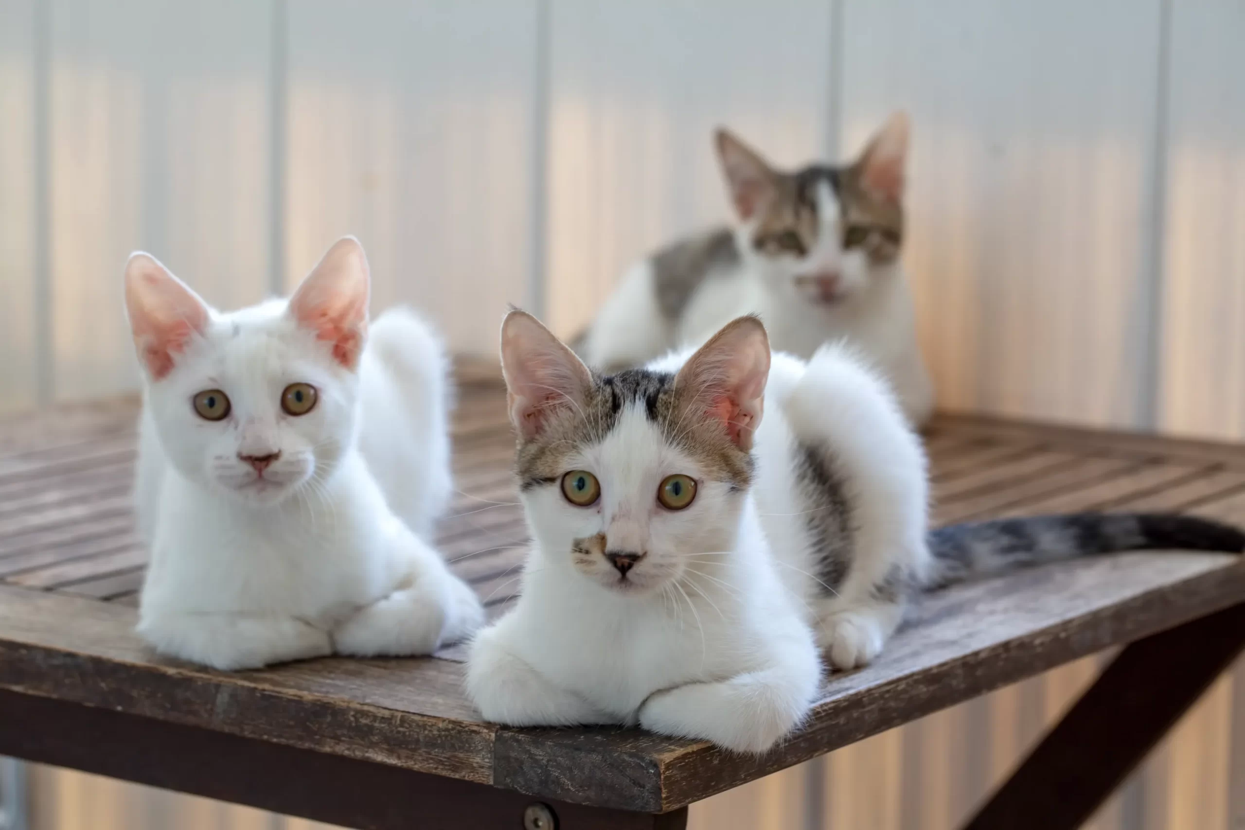 3 typy kota domowego