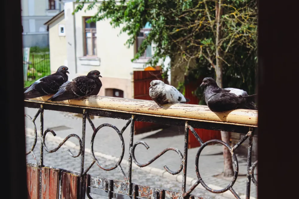 Siatka na ptaki to skuteczna ochrona balkonu przed gołębiami