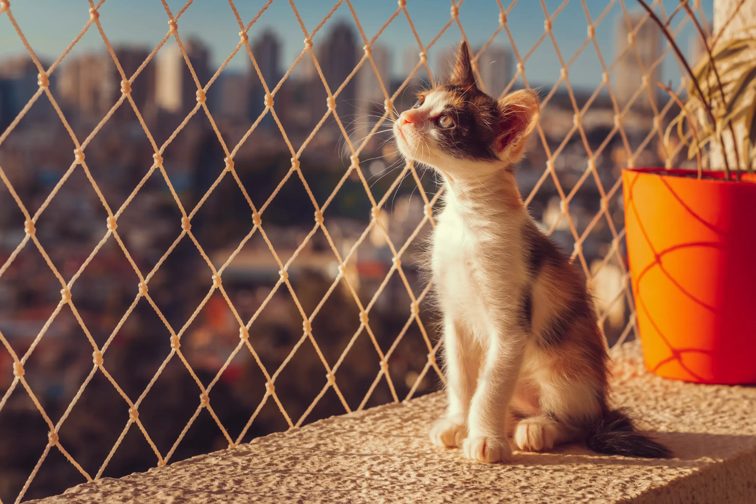 Siatka ochronna dla kota na balkon i okna